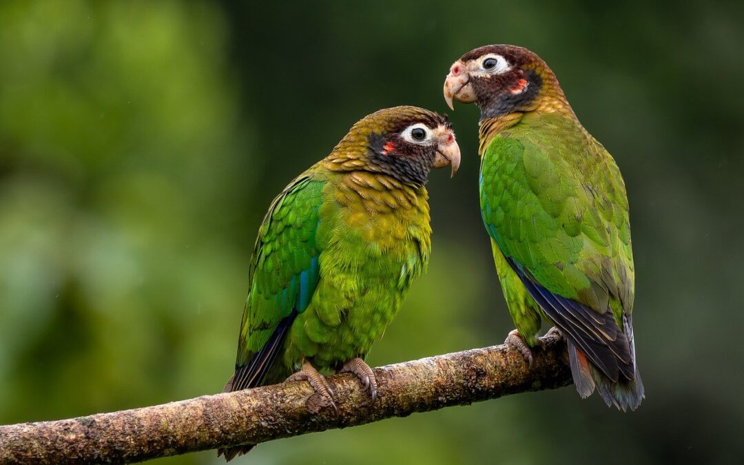 Best Dog Food For [breed/age] – Your Dog’s Diet: More…