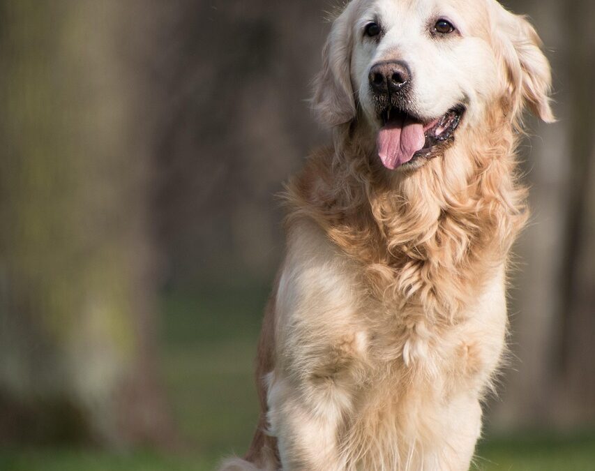 Pet‑friendly Backyard Ideas / Ready For Adventure? Make Your Backyard…