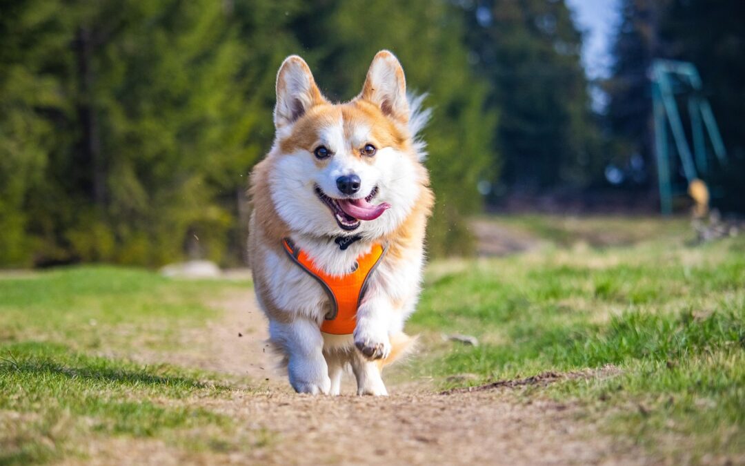 Raising Happy Pets – Okay, Taking A Deep Breath And…